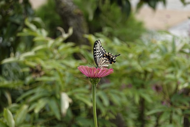 斯十分重视